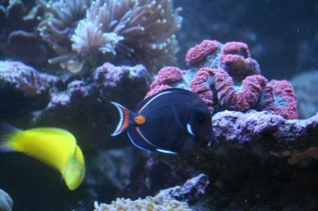reefcubesold19.jpg
