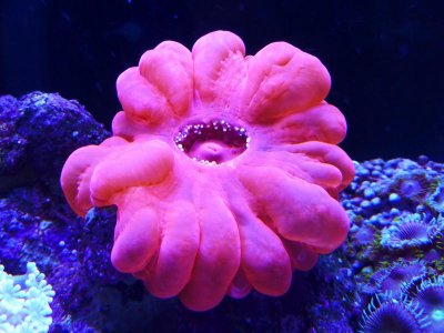 xmas reef pics 003.jpg
