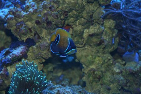 reefcubesold24.jpg
