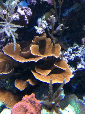reefcubesold25.jpg
