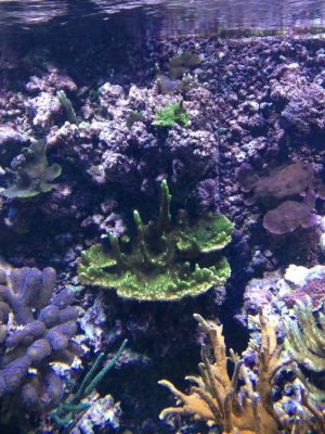 reefcubesold26.jpg