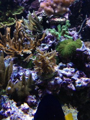 reefcubesold27.jpg