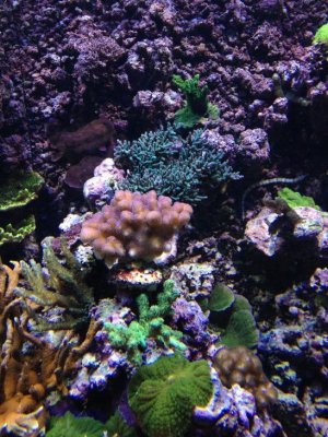 reefcubesold28.jpg