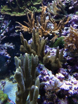 reefcubesold31.jpg