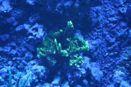 reefcubesold32.jpg