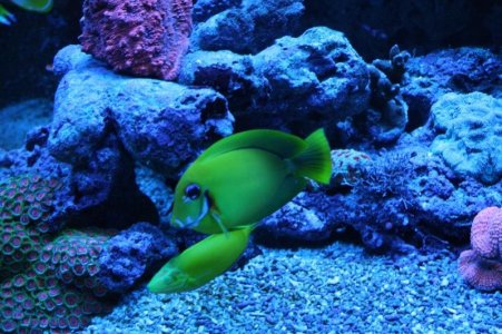 reefcubesold33.jpg