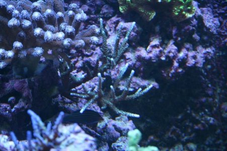 reefcubesold34.jpg