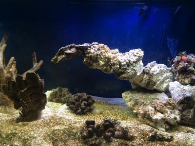 Aquarium finger rock.jpg