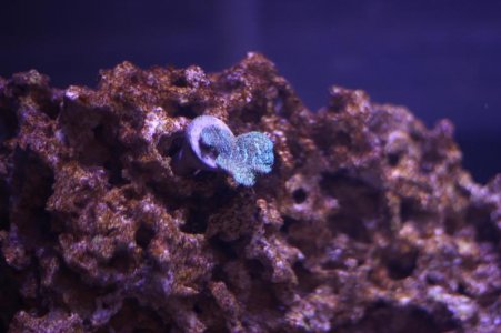 Pavona Coral.jpg