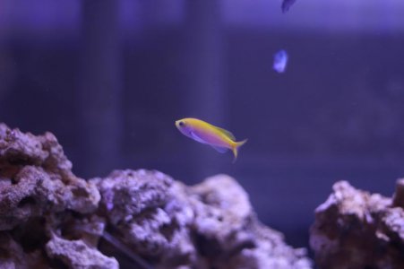Bartletts Anthias.jpg