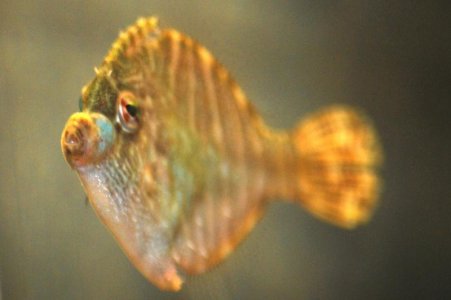 filefish1.jpg