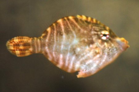 filefish2.jpg