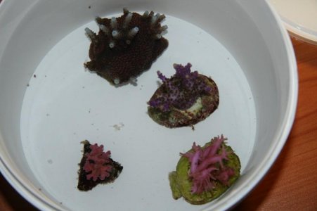 reefcubesold36.jpg