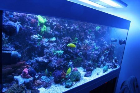 reefcubesold37.jpg