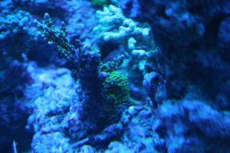 reefcubesold38.jpg