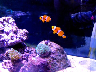 Clownfish4.jpg