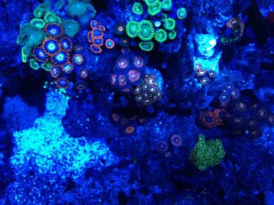 ImageUploadedByTapatalk 21400302715.796297.jpg