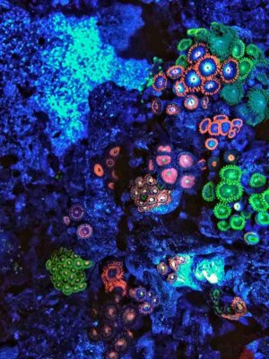 ImageUploadedByTapatalk 21400302742.173220.jpg