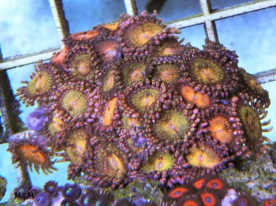 pink and gold Zoas .jpg