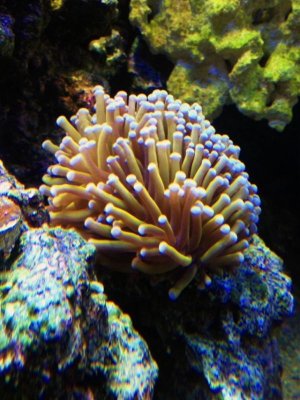 photo torch.jpg