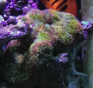 Maximini2014042701.jpg