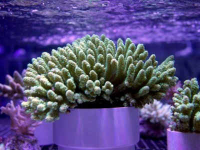 Aussie Green Acropora.jpg
