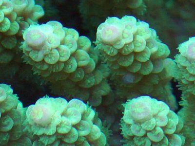 Aussie Green Acropora closeup.jpg