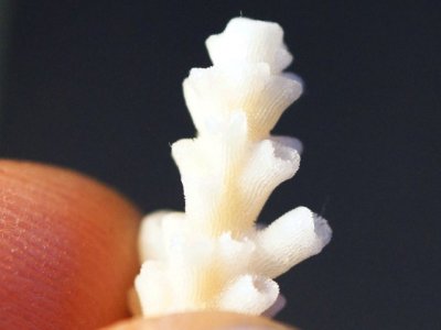 Aussie Green Acropora Corallites.jpg