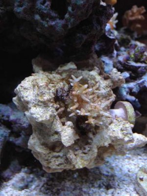 ImageUploadedByTapatalk1398732200.637390.jpg ImageUploadedByTapatalk1398732200.637390.jpg