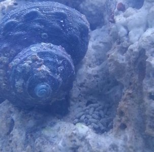 Snail_eggs[1].jpg