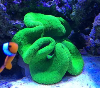 GreenHaddoni2014042901.jpg