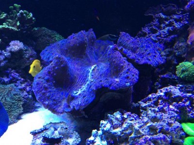 Gigas2014042901.jpg