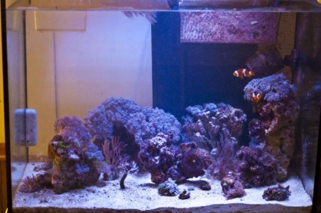 40g.jpg