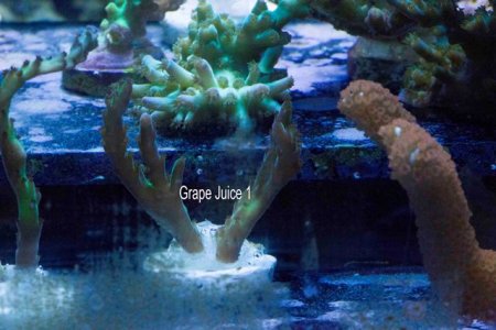 Grape Juice 1.jpg