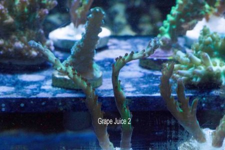 Grape Juice 2.jpg