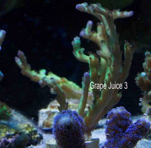 Grape Juice 3.jpg