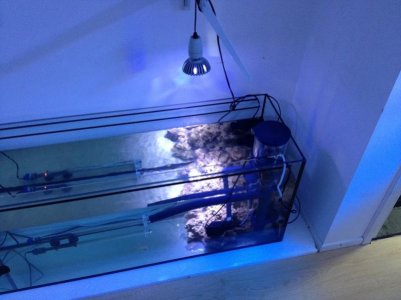 reefcubes5.jpg