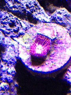 acan eaten.JPG