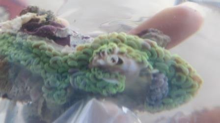 Coral 48 1 KB.jpg