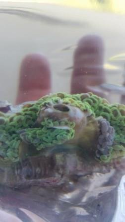 Coral 1a 18 KB.jpg