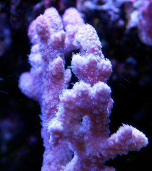 DSC09680.jpg
