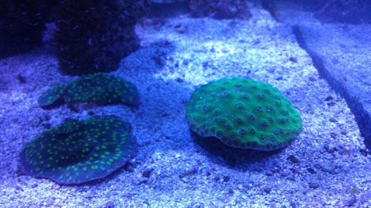 2 pieces of stunner chalice and pagoda.jpg