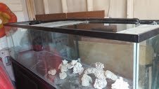 240Gallon.jpg