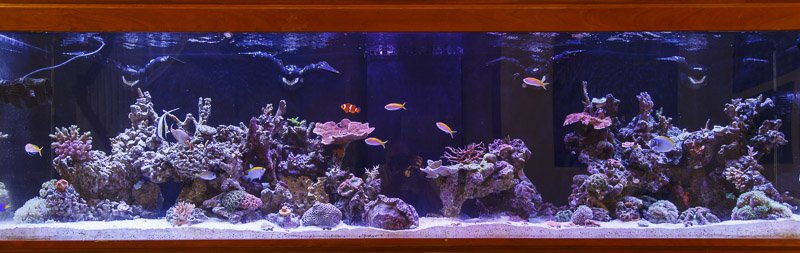 240 Mixed Reef.jpg