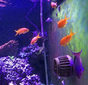 Anthias2014050701.jpg
