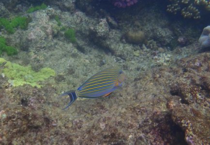 Stripey Aussie Fish.jpg