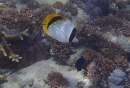 Vagabond Butterflyfish.jpg