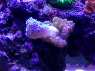 Purple anemone after eating May 2014.jpg