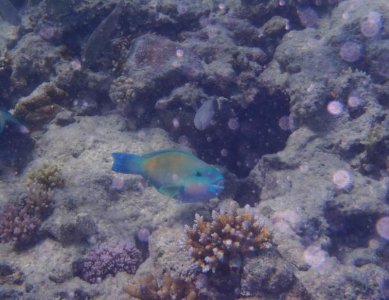 Quoyi Parrotfish.jpg