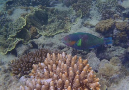 Surf Parrotfish 1.jpg